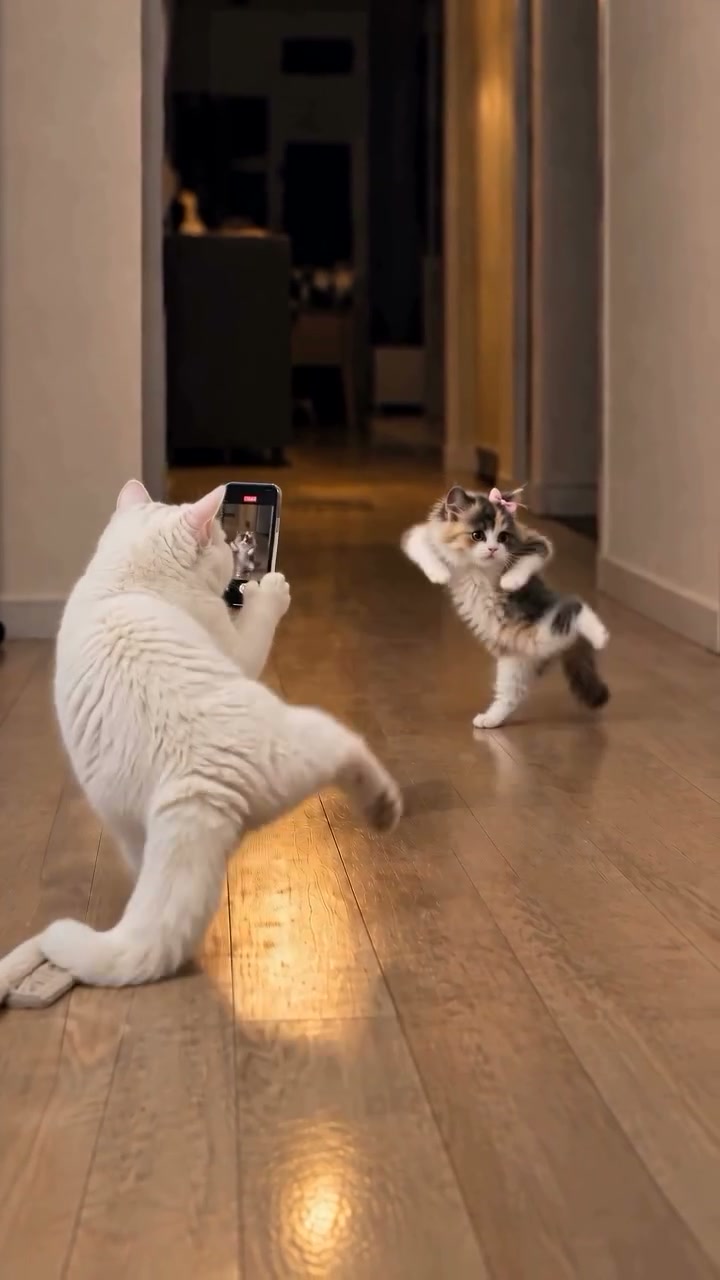 Cat Dance to Human — Google Flow Prompt